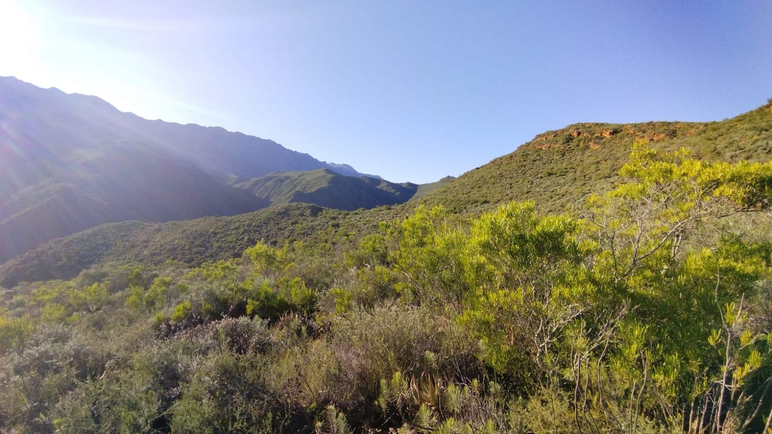 Mountain slopes and native vegetation in the Western Cape